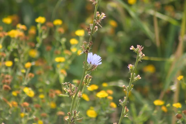 Arka Planda Bulanık Çiçekleri Olan Yaygın Hindiba Mavisi Çiçeğin Yakın — Stok fotoğraf