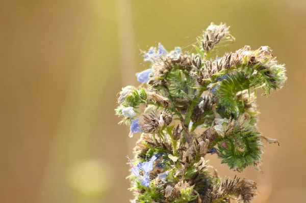 Detailní Záběr Zmije Bugloss Květiny Zeleným Rozmazaným Pozadím — Stock fotografie
