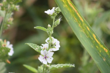Önplanda seçici bir odak noktası olan marsh-mallow çiçeklerine yakın plan
