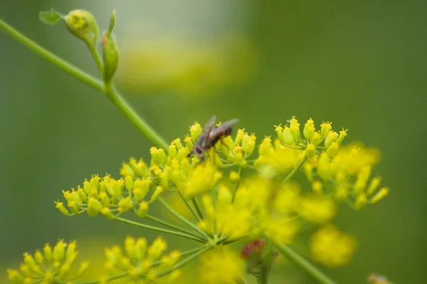 Zbliżenie Tachiny Fera Pasternaku Żółty Kwiat Zielonym Nieostrym Tłem — Zdjęcie stockowe