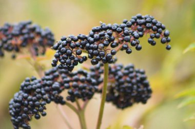 Arka planda yeşil bulanık bitkiler olan siyah cüce yaşlı meyvelerin yakın çekimi