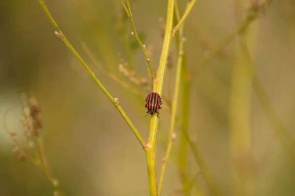 Close Red Stripped Bug Green Branch Selective Focus Foreground — Stock Photo, Image