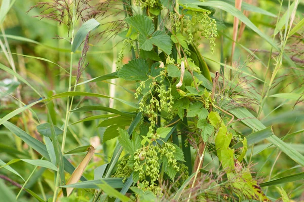 Close-up of common hop leaves with selective focus on foreground