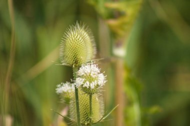 Yeşil yapraklı çay çekirdeğinin yakın plan yeşil bulanık arkaplan