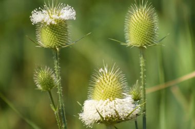 Close-up of cutleaf teasel green seeds with green blurred plants on background