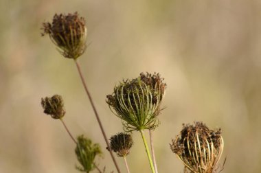 Arka planı bulanık, yarı kurumuş, yabani havuçların yakın çekimi.