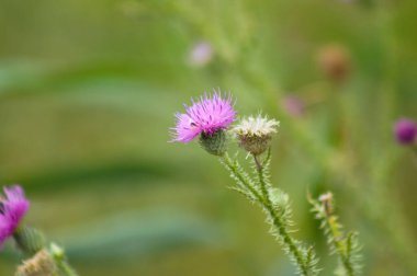 Yeşil bulanık arkaplanı olan dikensiz devedikeni çiçeğine yakın plan