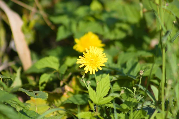 Nahaufnahme Von Gelben Löwenzahnblüten Mit Selektivem Fokus Auf Den Vordergrund — Stockfoto