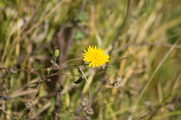 前景に焦点を当て選択的に細い袖のある黄色の花のクローズアップ — ストック写真