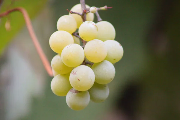 Close-up of wine grape white fruits with green blurred plants on background