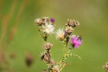 Yeşil bulanık arkaplan ile dikensiz devedikeni kabarık tohumları yakın plan