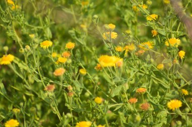 Önplanda seçici bir odak noktası olan sıradan pire çiçeklerine yakın çekim