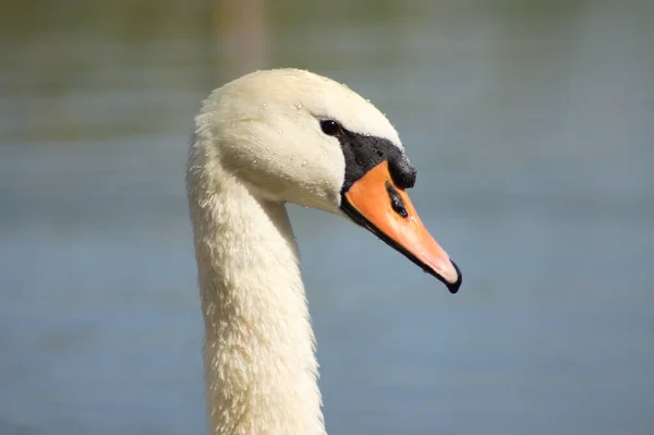 Nahaufnahme Des Schwanenprofilkopfes Mit Blauem See Hintergrund — Stockfoto