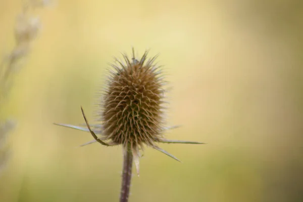 Κοντινό Πλάνο Του Αποξηραμένου Σπόρου Cutleaf Teasel Πράσινο Θολό Φόντο — Φωτογραφία Αρχείου