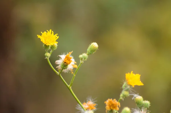 Uzun Ömürlü Yeşil Arkaplanı Bulanık Dişi Devedikeni Çiçeklerinin Yakın Çekimi — Stok fotoğraf