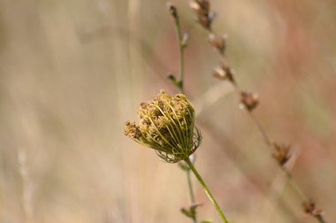 Kahverengimsi bulanık arkaplanlı yarı kurumuş havuç tohumlarının yakın çekimi.