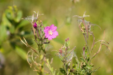 Arka planda bulanık bitkiler olan tüylü söğüt çiçeğinin yakın çekimi