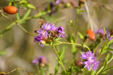 Önplanda seçici bir odak noktası olan kahverengi knapweed çiçeklerine yakın plan