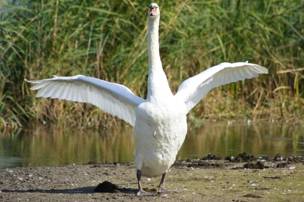 Close Van Zwaan Met Uitgestrekte Vleugels Nek Klaar Aan Vallen — Stockfoto