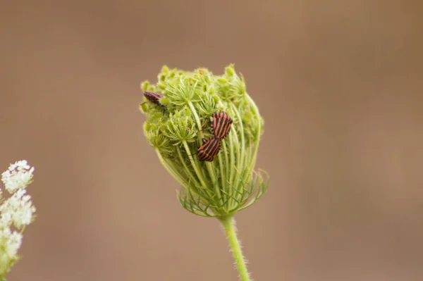 Close Red Stripped Bugs Matting Wild Carrot Bud Blurred Background — Stock Photo, Image