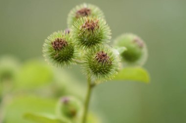 Bulanık arkaplanı olan daha az yeşil dulavrat tohumlarına yakın plan