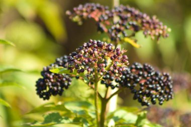 Siyah cücenin yakın plan büyük parlak meyveleri ön plan seçici odaklı