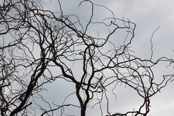 青灰色の空を背景に葉のない黒い木の枝のクローズアップ — ストック写真