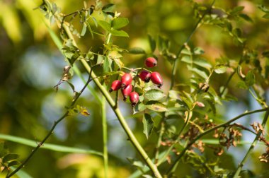 Kırmızı köpek gül tohumlarının ön planda seçici bir odak noktası olan dallara yakın plan