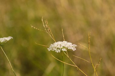 Arka planı bulanık olan yabani havuç çiçeğinin yakın çekimi