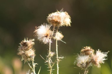 Tüylü dikenli tüysüz devedikeni tohumlarına yakın plan bulanık arka plan