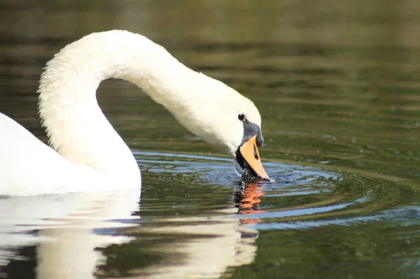 Close Swan Head Water Searching Food Selective Focus Foreground — Stock Photo, Image