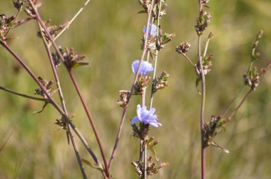 Önplanda seçici odaklı yaygın hindiba çiçeğinin yakın plan görüntüsü