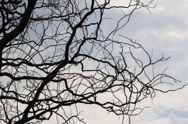 Arka planda mavi gökyüzü olan yapraksız karanlık dalın yakın plan görüntüsü