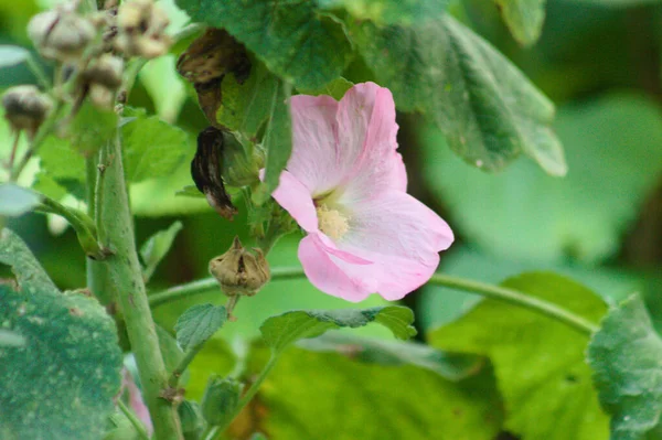 Close Common Hollyhock Flower Selective Focus Foreground — Stock Photo, Image