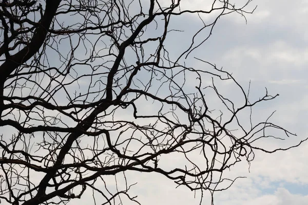 青空を背景に葉のない暗い枝のクローズアップ — ストック写真