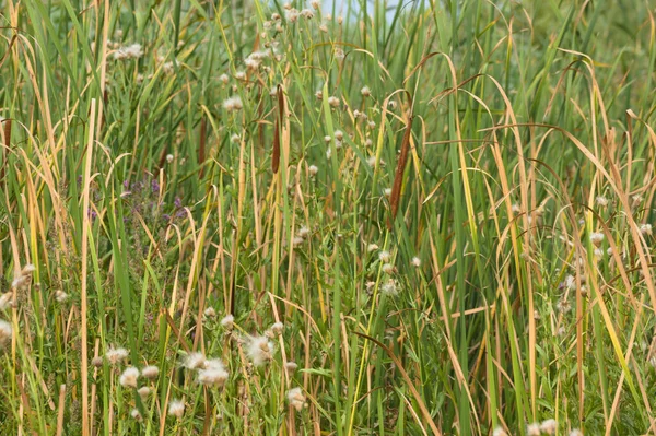 Primer Plano Del Cattail Hoja Estrecha Con Enfoque Selectivo Primer —  Fotos de Stock