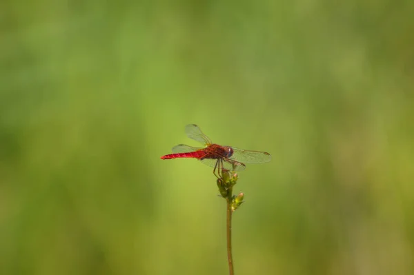 Close Red Dragonfly Resting Green Blurred Background — Stock Photo, Image