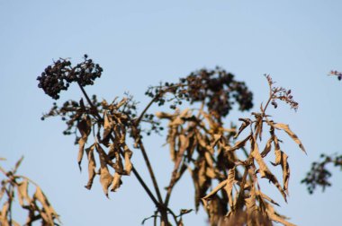 Arka planda mavi gökyüzü olan dalda kurumuş siyah cüce yaşlı meyvelerin yakın çekimi