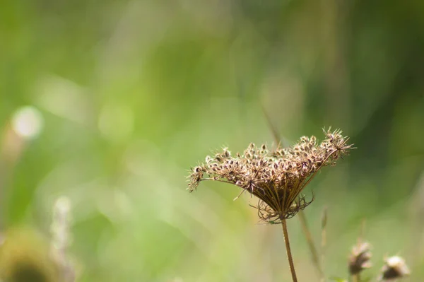 Close Brown Dried Wild Carrot Flower Green Blurred Background — Stock Photo, Image
