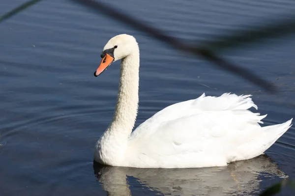 Close-up of swan swimming on rippled lake with reflections