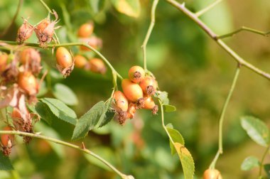 Ön planda seçici odaklı gül kalçası kırmızı meyvelerin yakın plan görüntüsü