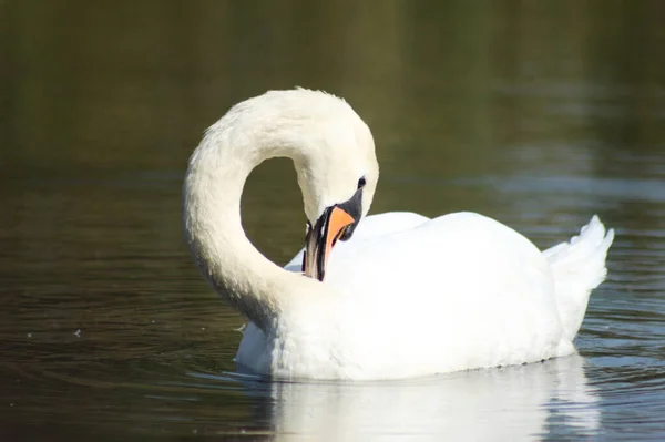 Крупный План Лебедя Очищающего Свои Перья Плывущего Волнообразному Озеру — стоковое фото