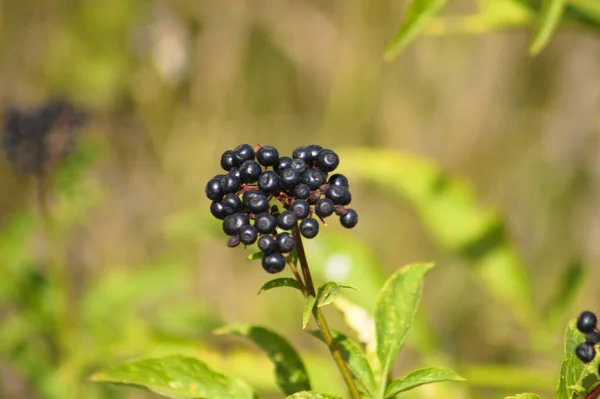 Yeşil Bulanık Arkaplan Ile Siyah Cüce Yaşlı Meyveleri Yakın Çekim — Stok fotoğraf