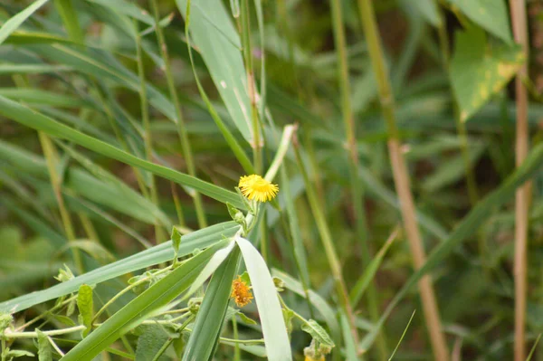 Nahaufnahme Der Gemeinsamen Flohblume Mit Selektivem Fokus Auf Den Vordergrund — Stockfoto