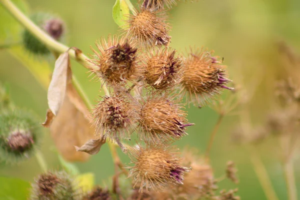 Close Dried Woolly Burdock Seeds Selective Focus Foreground — Stock Photo, Image