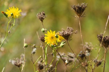 Kurutulmuş, yeşil arkaplanı bulanık havuç kahverengi tohumların yakın plan çekimi.