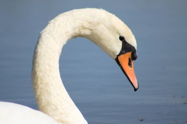 Arka planda mavi göl olan kuğunun baş tarafının yakın görüntüsü