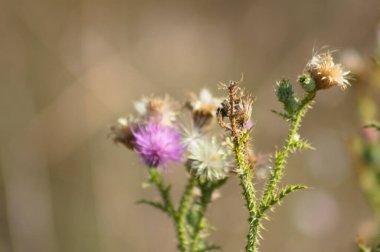 Kabarık tüysüz dikenli devedikeni tohumlarının ve arka planda yeşil bulanık bitkilerin olduğu çiçeklerin yakın çekimi