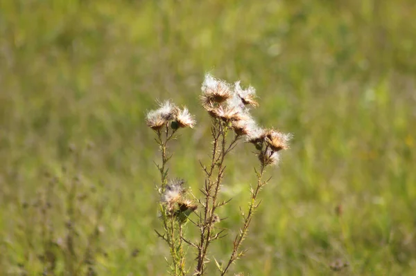 Gros Plan Sur Les Graines Chardon Pelucheux Sans Plumage Avec — Photo