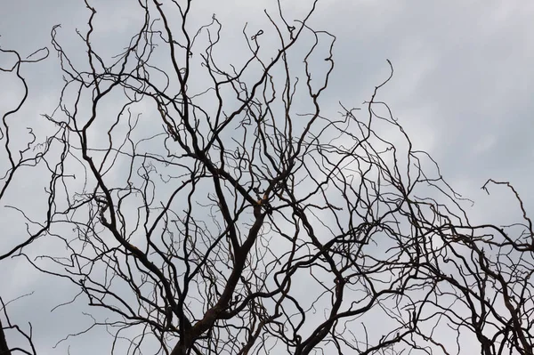 青空を背景に葉のない黒い枝のクローズアップ — ストック写真